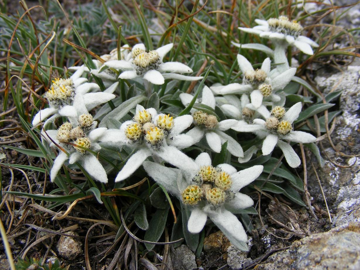 Sentieri ferrati, sentieri fioriti: i fiori dell''Albiolo